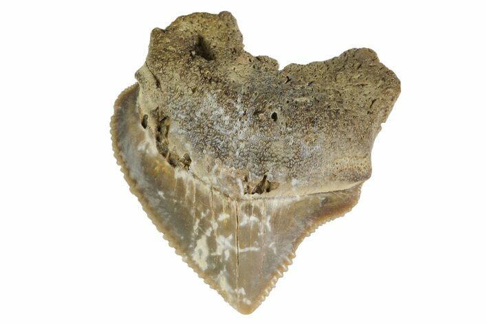 Fossil Crow Shark (Squalicorax) Tooth - Texas #164677